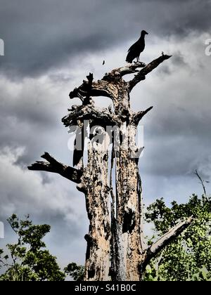 Un avvoltoio nero si trova su un albero morto vicino alla spiaggia di Nosara in Costa Rica Foto Stock