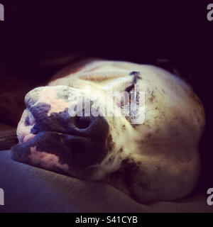 Un American Bulldog snoooze Foto Stock