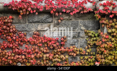 Grande vigna di edera che cresce sopra il vecchio muro di pietra in autunno con vivaci foglie rosse, verdi e di stiva. Foto Stock