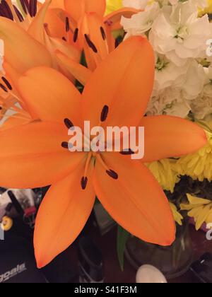 Giglio arancione (Lilium bulbiferum) - bel fiore Foto Stock