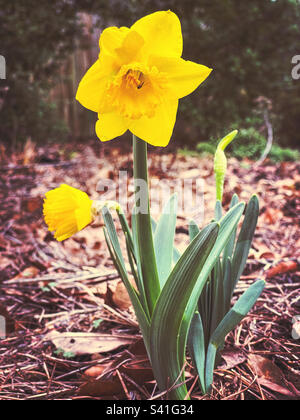 Fiori di daffodil di colore giallo grazioso che crescono in un giardino Foto Stock