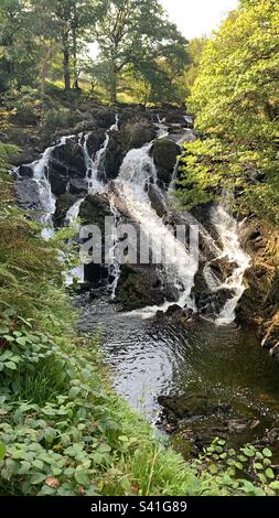 Swallow cade betwys y coed nord del galles Foto Stock