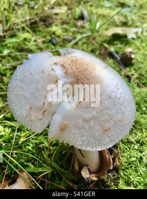 Vista dall'alto del fungo distruggendo angelo Foto Stock