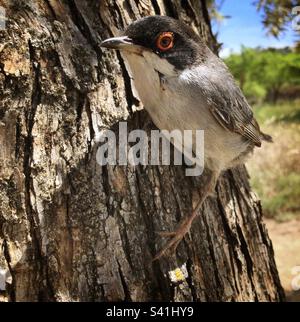 Guerriero sardo (Curruca melanocephala), Catalunya, Spagna. Foto Stock