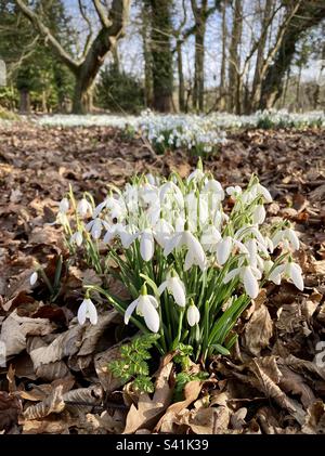 Gocce di neve in un bosco, Suffolk, Inghilterra Foto Stock