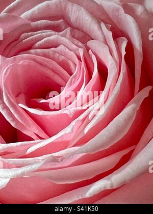 Rosa rosa primo piano, vista verticale Foto Stock