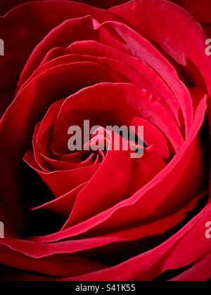 Rosa rossa primo piano, vista verticale Foto Stock