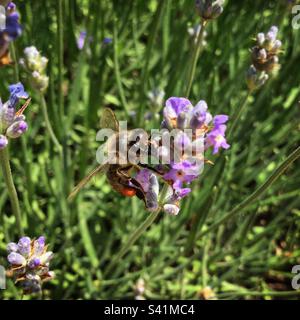 Ape del miele sulla lavanda, Catalunya, Spagna. Foto Stock