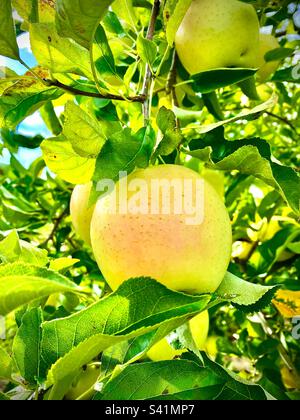 Primo piano di una deliziosa mela matura dorata appesa all'albero in autunno Foto Stock