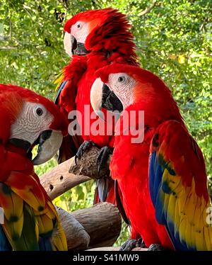 Macaws rosso e verde, Ara Chloropterus Foto Stock