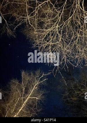 Notte stellato e alberi Foto Stock