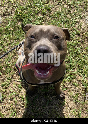 Ritratto di un felice bullo americano sorridente sull'erba, foto scattata dall'alto Foto Stock