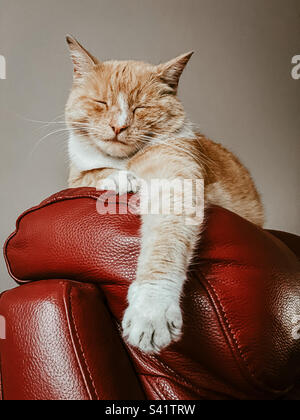 Gatto zenzero steso sul retro di una sedia Foto Stock