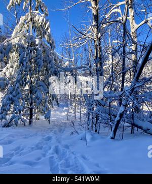 Inverno boschi in una bella giornata dopo una tempesta di neve. Foto Stock