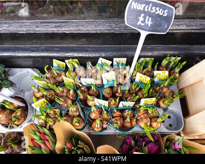 Germogli primaverili di bulbi di narciso di Narciso e di altre piante assortite in pentole, prezzate per la vendita presso il fioraio Foto Stock