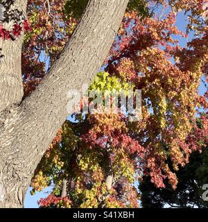 Guardando in su alle foglie autunnali rosse e d'oro su un albero dell'acero nella California meridionale in autunno Foto Stock