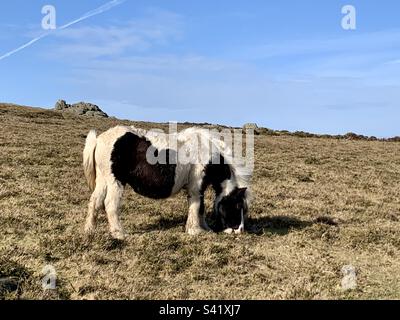 Pannocchia bianca e nera gallese sulle colline di Preseli, Pembrokeshire, galles Foto Stock