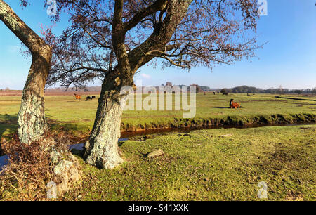 Pony a Beaulieu River, Longwater Lawn, New Forest, Hampshire, Regno Unito Foto Stock