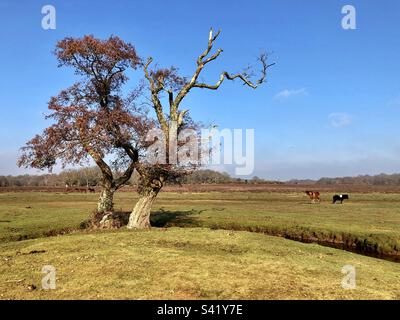 Beaulieu River e pony a Longwater Lawn, New Forest, Hampshire Regno Unito Foto Stock