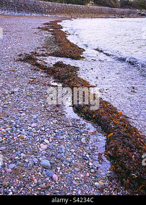 Le alghe si sono bagnate dal mare formando una barriera naturale alla spiaggia di ciottoli. Parete principale della barriera di difesa del mare in alto dietro la spiaggia che protegge le strade sopra da alluvioni. Foto Stock