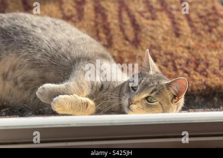 Gatto grigio che si posa davanti ad una porta di vetro Foto Stock