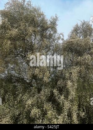 Retama monosperma, arbusto di ginestra da velo nuziale in fiore sull'isola di Tavira in Algarve, Portogallo Foto Stock