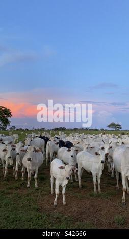 bovini brasiliani Foto Stock