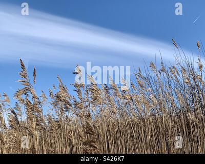Alte erbe che soffiano in brezza contro il cielo blu Foto Stock