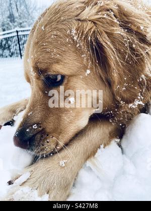 Ritratto di Golden Retriever nella neve Foto Stock