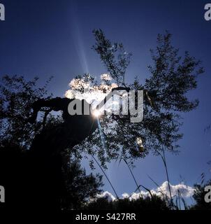 Olivo contro il sole di mezzogiorno, Catalogna, Spagna. Foto Stock