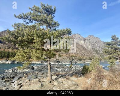 Un abete rosso con rami in grande direzione a causa del vento sulla riva del fiume di montagna di pietra Katun in Altai. Foto Stock