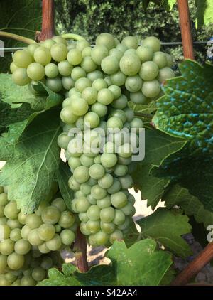 Il Viognier maturazione delle uve del vitigno, Catalogna, Spagna. Foto Stock