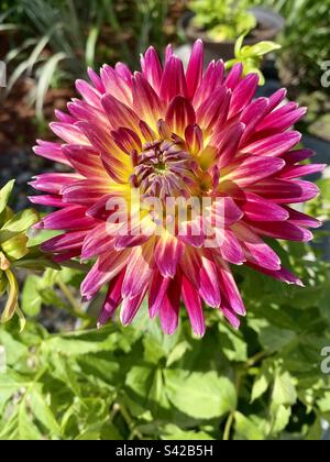 Un unico, vibrante, rosa e giallo bicolore Tahiti Tramonto Cactus Dahlia fiore in fiore circondato da verde brillante fogliame Foto Stock