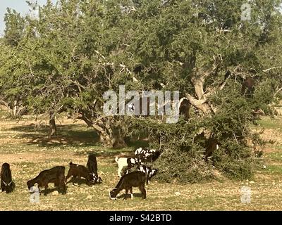 Capre in alberi. Marocco. Foto Stock