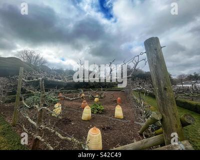 Alberi di mele spallieri nel giardino al Castello di Walmer nel Kent Foto Stock