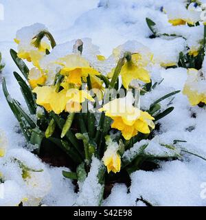 Narcisi in miniatura ricoperte di neve, Bristol, 8 marzo 2023 Foto Stock