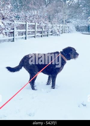 Labradoodle cane passeggiata nella neve, Hampshire, Inghilterra, Regno Unito Foto Stock