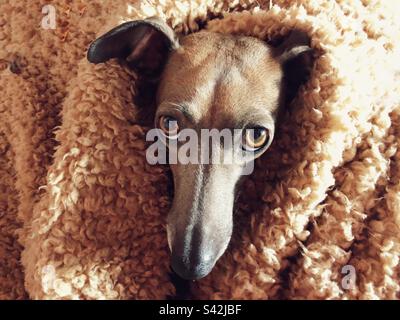 Levriero italiano avvolto in una confortevole coperta calda Foto Stock