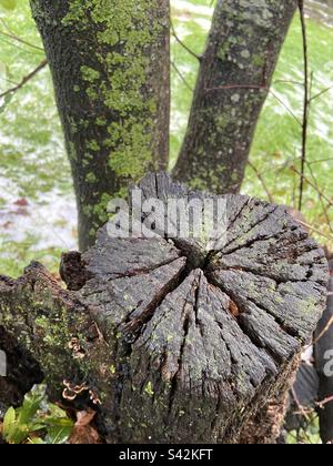 In una tranquilla passeggiata attraverso la foresta, ho notato questo ceppo tra il verde vibrante del muschio e querce. Foto Stock