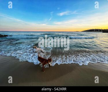 Due cani giocano nel Mar Mediterraneo al tramonto Foto Stock