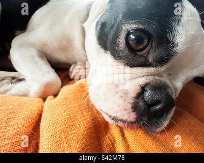 Primo piano dell'occhio del cucciolo di Boston Terrier che guarda la fotocamera. È sdraiata su un cuscino arancione. Foto Stock