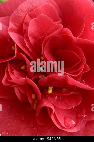 Primo piano di fiori di camelia rossi con gocce di pioggia sui petali Foto Stock