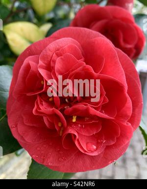 Vivace fiore rosso Camellia Foto Stock