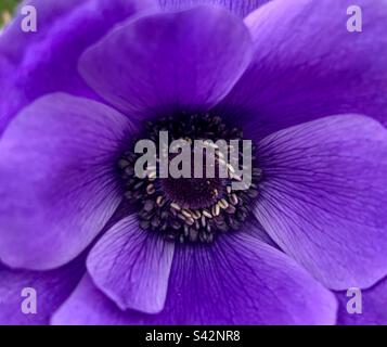 Primo piano del Centreof vibrante fiore di anemone viola Foto Stock