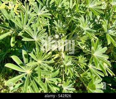 Primavera! Foglie verdi di una pianta di lupino che cresce selvaggio in Portogallo Foto Stock