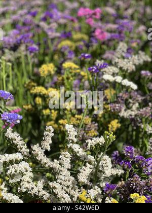 Flores de colores Foto Stock