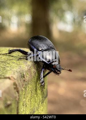 Anoplotrupe stercorosus, il coleottero dor, primo piano strisciare su un palo di legno nella nuova foresta, Inghilterra Foto Stock
