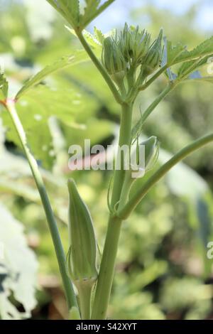 Okra, Abelmoschus esculentus, Brasile. Foto Stock