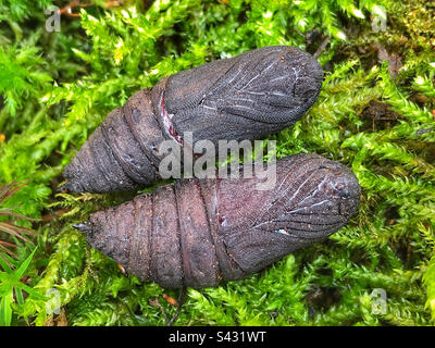 Pupae maschio e femmina di pioppo (Laothoe populi) Foto Stock