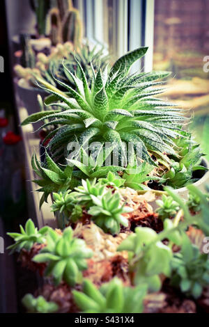Vari tipi di cactus su un windowsill in una cucina in una casa del Regno Unito Foto Stock